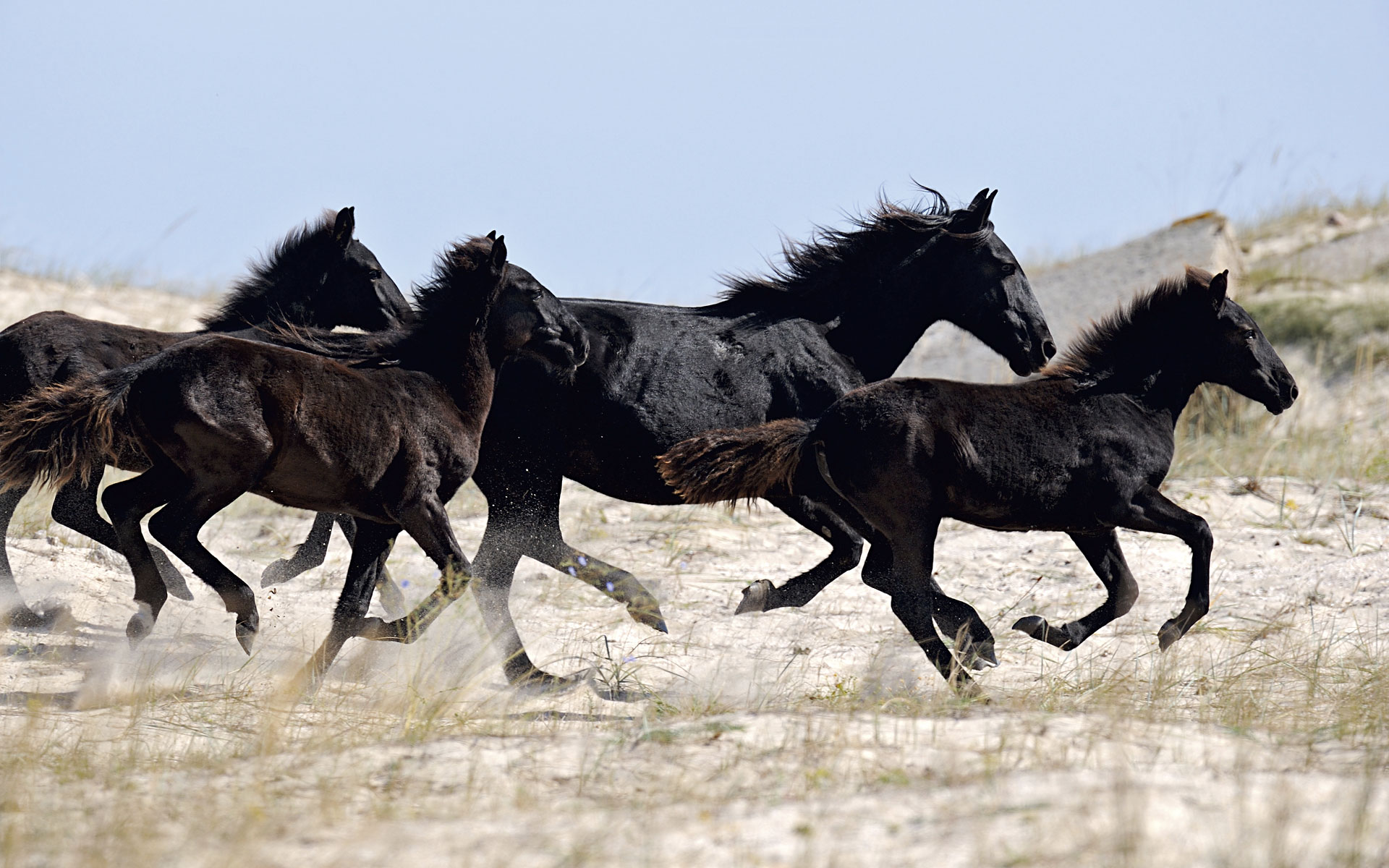 Caresse boxsprings and more paarden